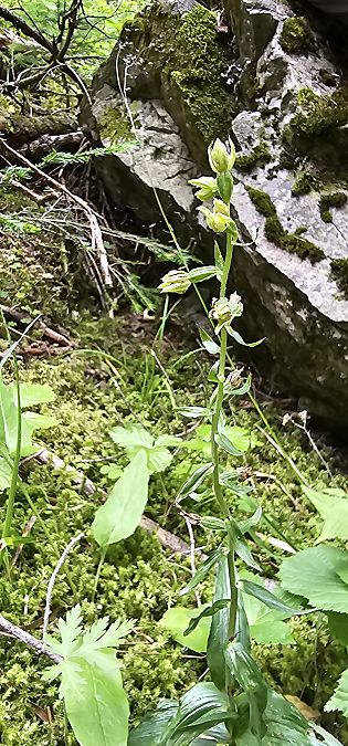 Epipactis leptochila  - Claire Perrachon