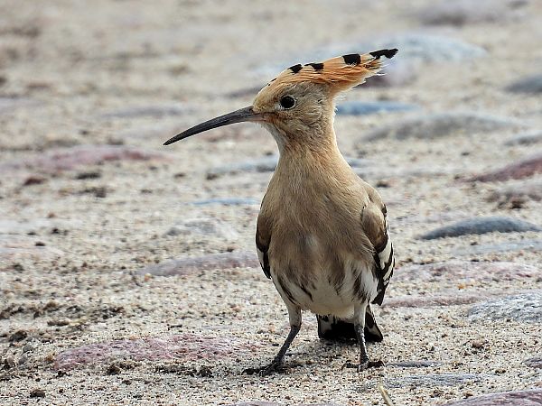 Wiedehopf  - Kacper Mikulski