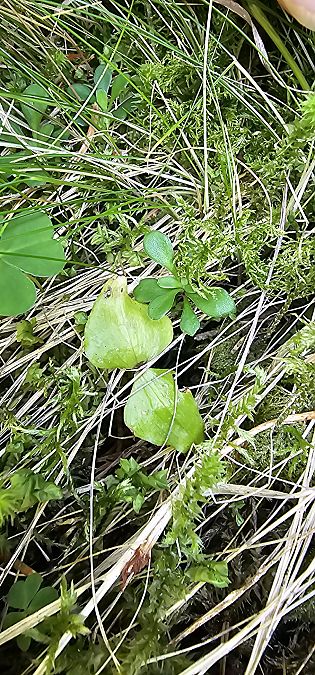 Neottia cordata  - Claire Perrachon