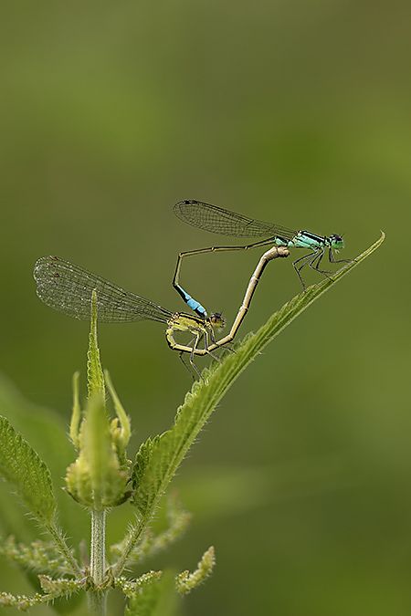 Ischnura elegans  - Paola Bressan
