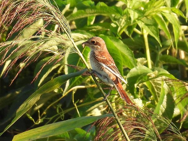 Neuntöter  - Kacper Mikulski
