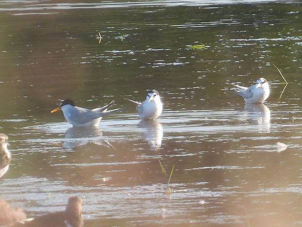 Zwergseeschwalbe  - Kacper Mikulski