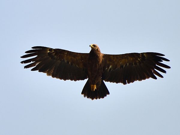 Lesser Spotted Eagle  - Paweł Zaniecki