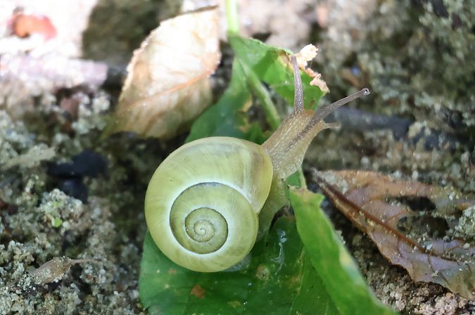 Eobania vermiculata  - Lorenzo Lanzani