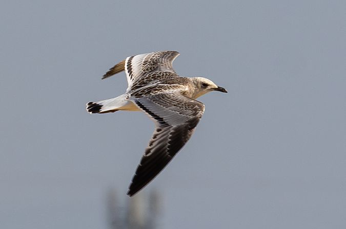 Mouette mélanocéphale  - Viehböck Helga
