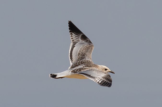 Mouette mélanocéphale  - Viehböck Helga