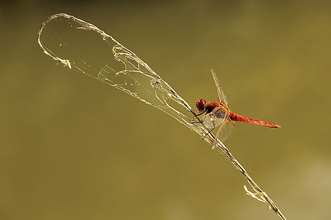 Crocothemis erythraea  - Paola Bressan