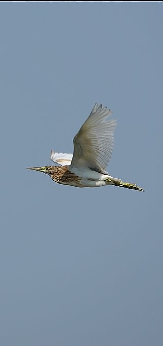 Crabier chevelu  - Christine Ludwig