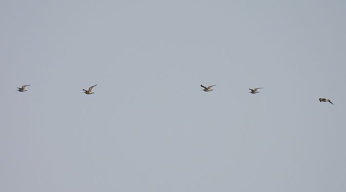 kulik mniejszy  - Kacper Mikulski