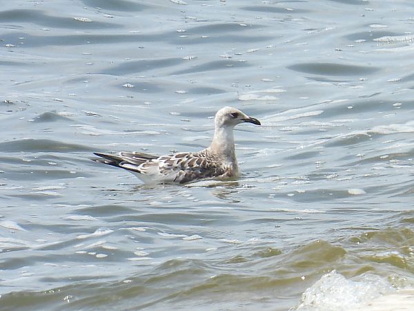 mewa czarnogłowa  - Kacper Mikulski