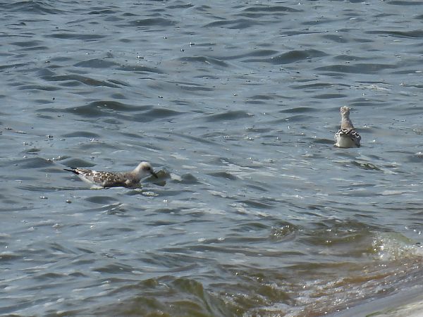 Schwarzkopfmöwe  - Kacper Mikulski