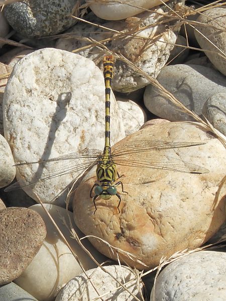 Onychogomphus forcipatus unguiculatus  - Massimo Tassinari