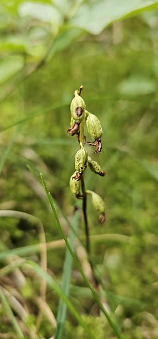 Corallorhiza trifida  - Claire Perrachon
