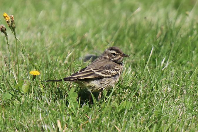 Schafstelze, unbestimmt  - Verein Jordsand- Hallig Habel