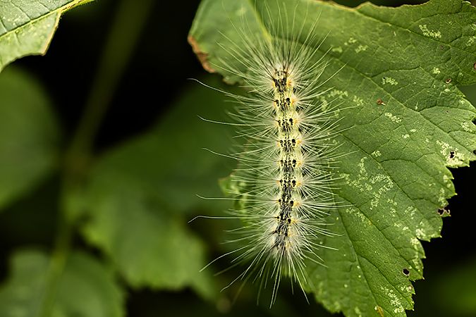 Hyphantria cunea  - Paola Bressan