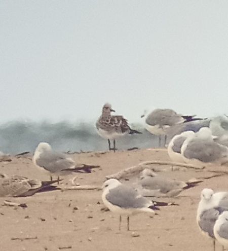 Mediterranean Gull  - Jakub Topoliński