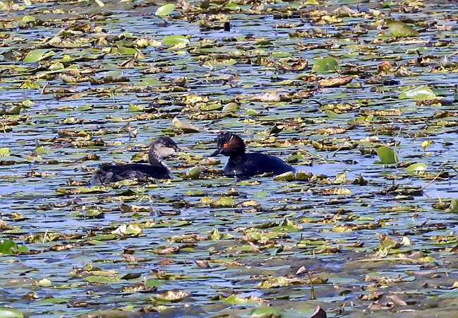 Black-necked Grebe  - Damian Mikulski