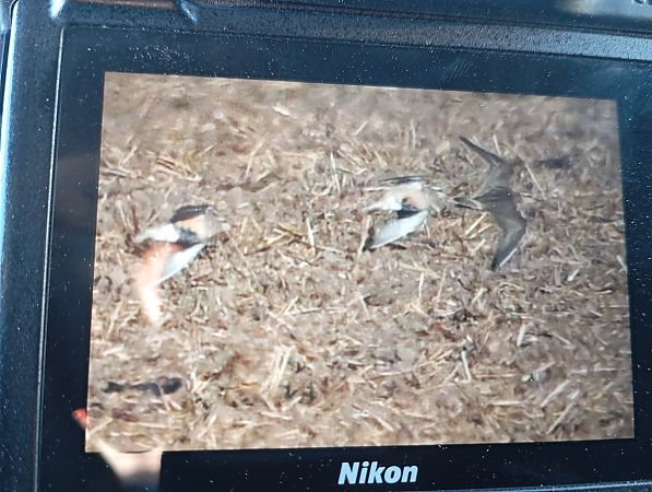 Eurasian Dotterel  - Rafał Fudalej