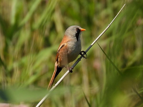 wąsatka  - Kacper Mikulski