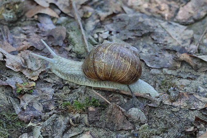 Helix pomatia  - Lorenzo Lanzani