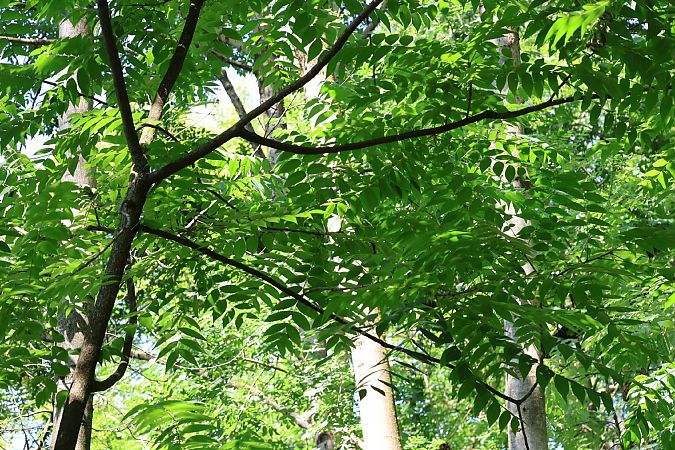Juglans nigra  - Lorenzo Lanzani