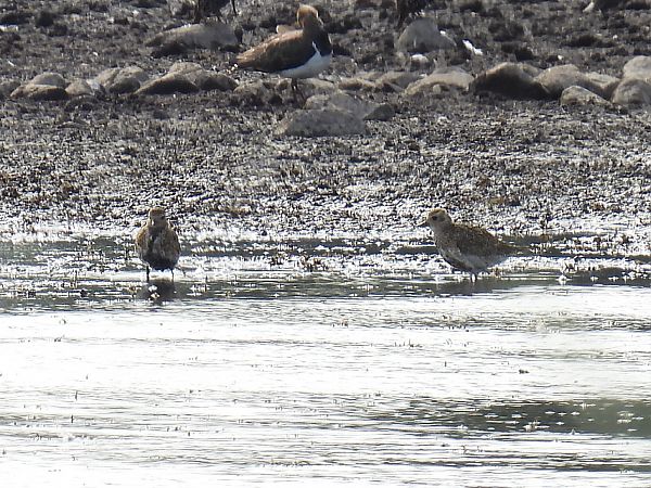 Goldregenpfeifer  - Kacper Mikulski