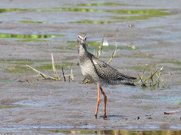 brodziec śniady  - Kacper Mikulski