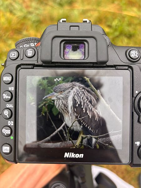 Black-crowned Night Heron  - Tobiasz Gorczyca
