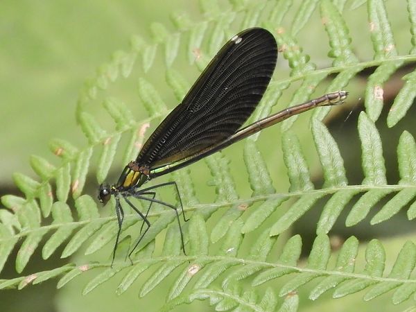 Calopteryx virgo  - Massimo Tassinari