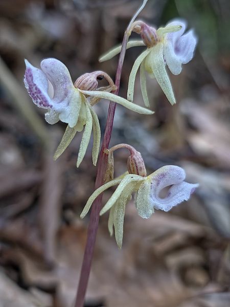 Epipogium aphyllum  - Michel Robin