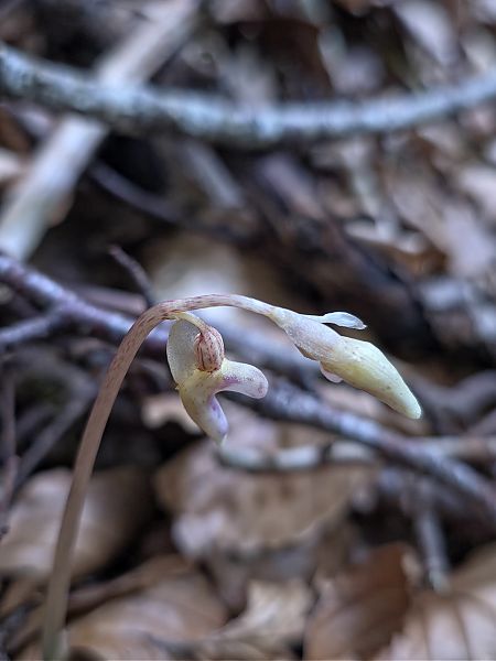 Epipogium aphyllum  - Michel Robin