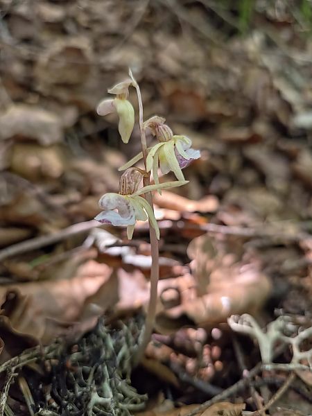 Epipogium aphyllum  - Michel Robin