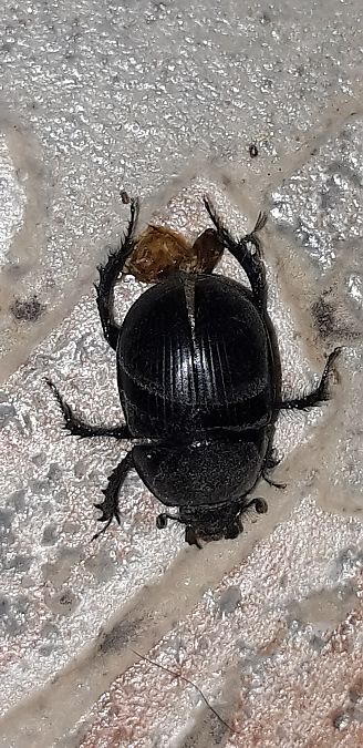 Geotrupes sp.  - Michele Cento