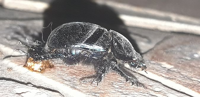 Geotrupes sp.  - Michele Cento
