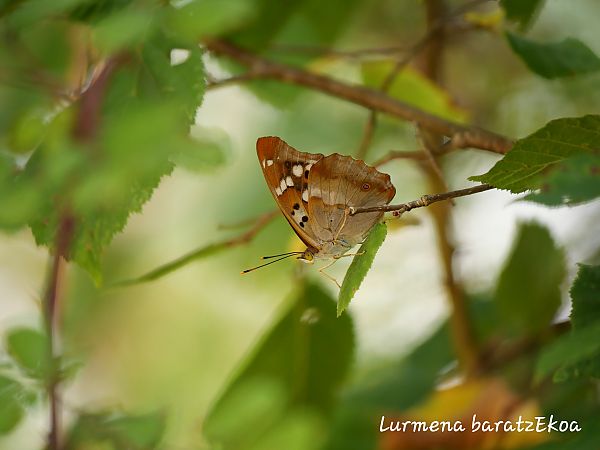 Apatura ilia  - Mikel Etxegarai