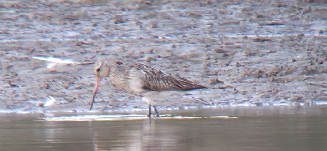 Bar-tailed Godwit  - Sebastian Watras