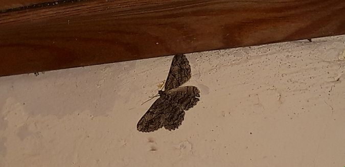 Peribatodes rhomboidaria  - Michele Cento