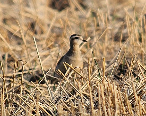 Pluvier guignard  - Anna Kaniewska-Skoczylas