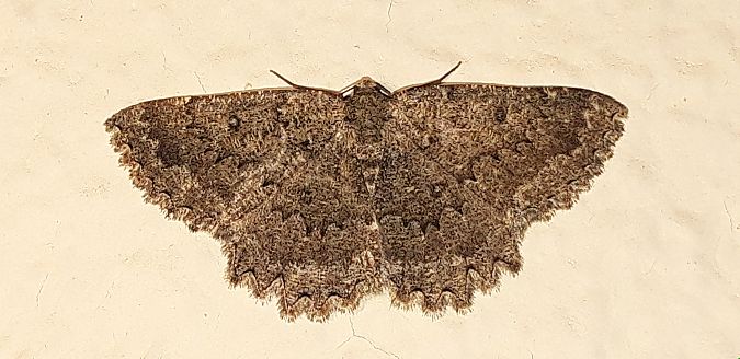 Charissa obscurata  - Michele Cento