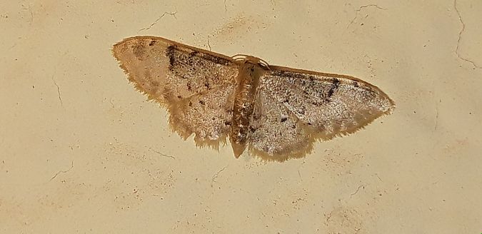Idaea filicata  - Michele Cento
