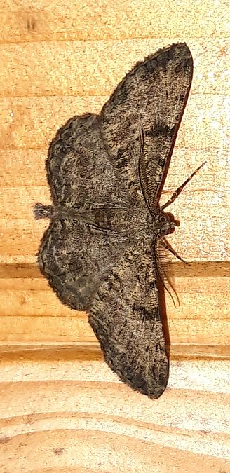 Peribatodes rhomboidaria  - Michele Cento