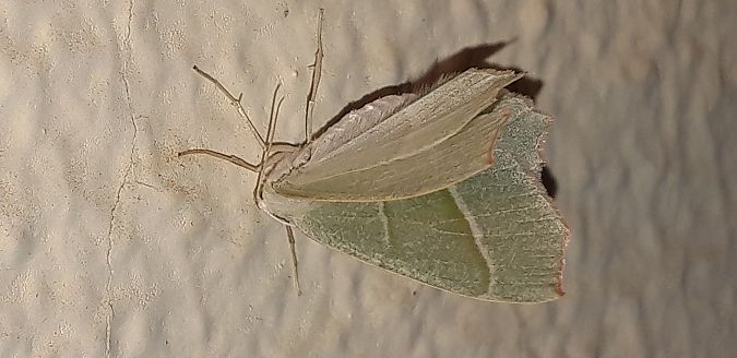Campaea margaritaria  - Michele Cento