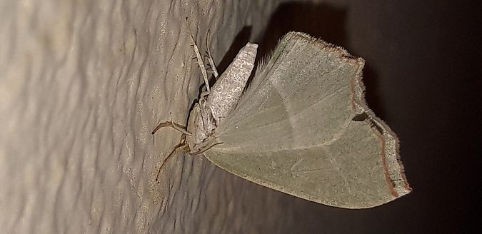 Campaea margaritaria  - Michele Cento