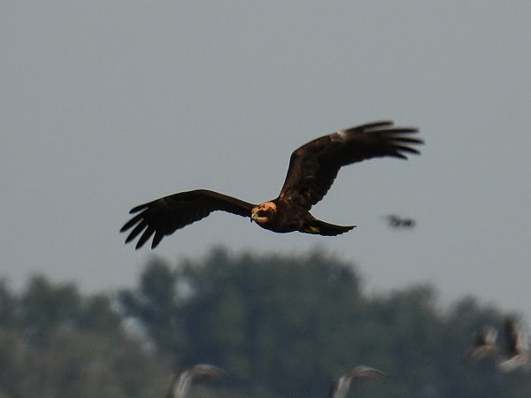 Busard des roseaux  - Kacper Mikulski
