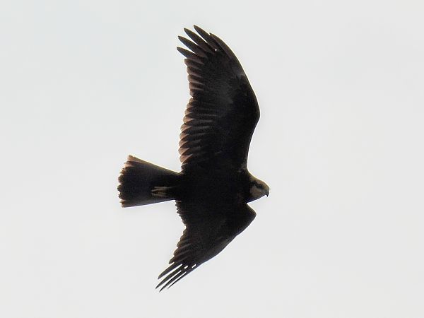 Busard des roseaux  - Kacper Mikulski