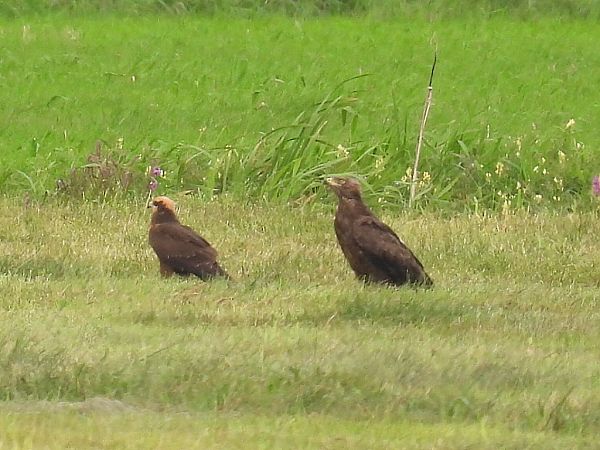 Schreiadler  - Kacper Mikulski