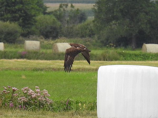 orlik krzykliwy  - Kacper Mikulski
