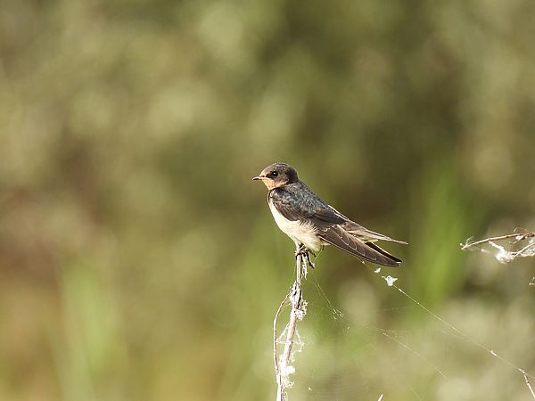 dymówka  - Kacper Mikulski