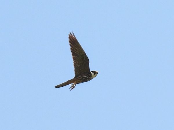 Baumfalke  - Kacper Mikulski