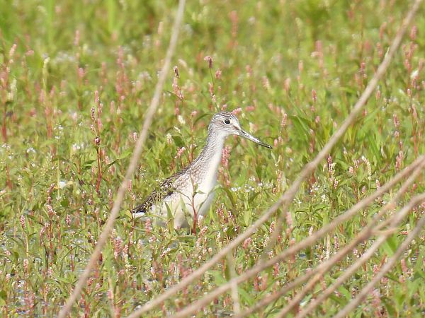 Grünschenkel  - Kacper Mikulski